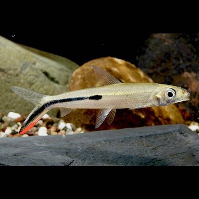 Hemiodus gracilis 5 cm.